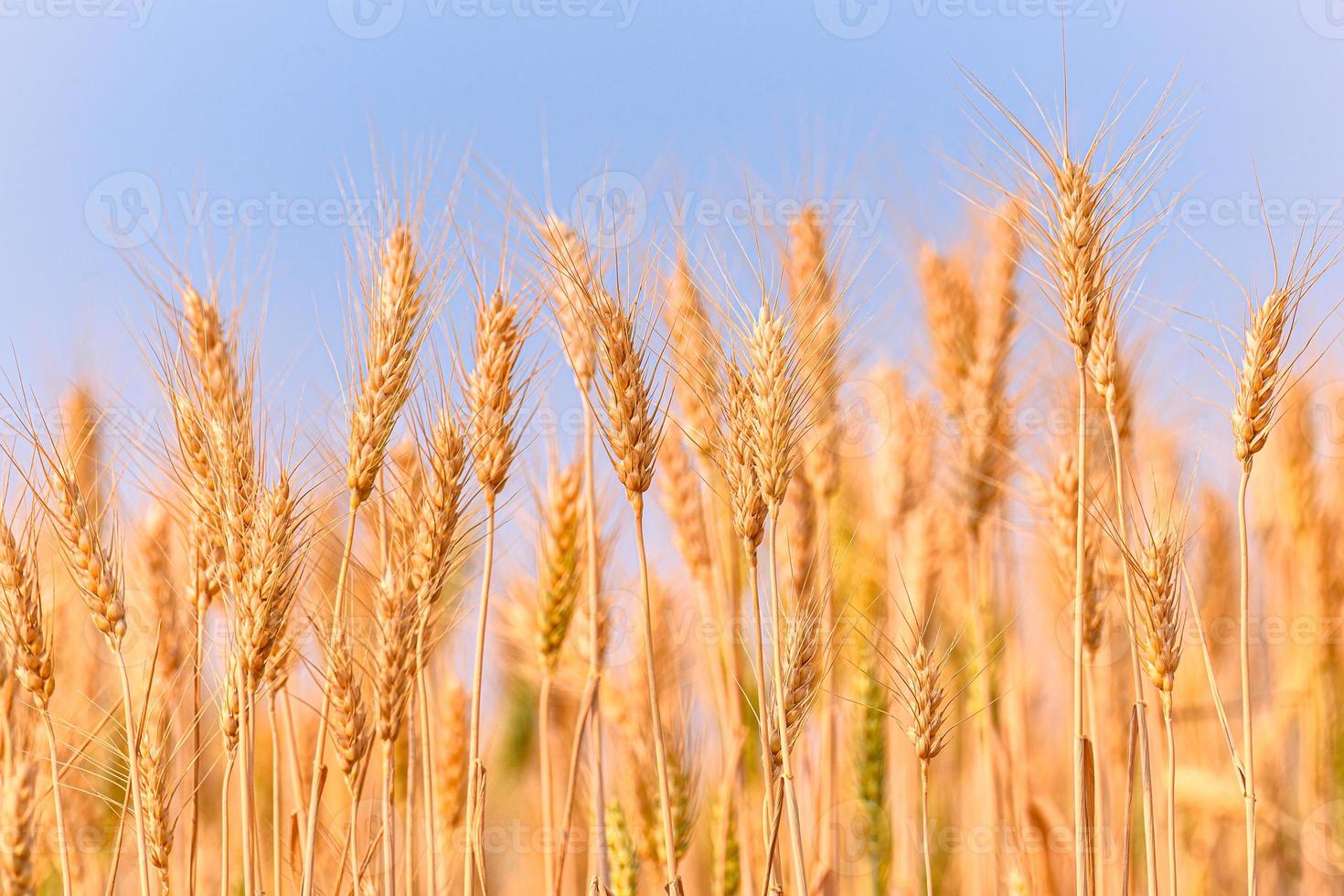 grain jaune prêt pour la récolte poussant dans un champ de blé. photo