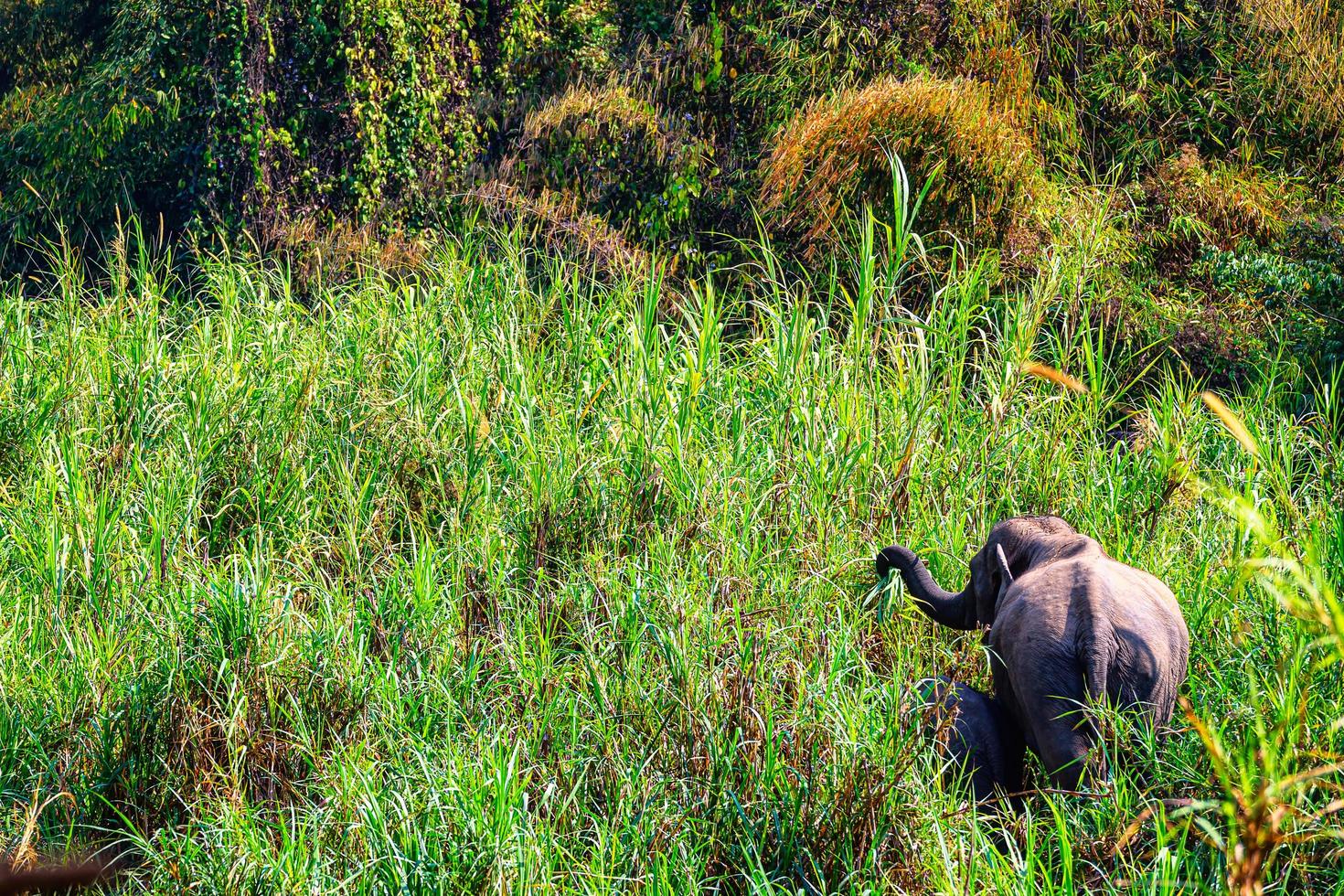 éléphant d'Asie c'est un gros mammifère. photo