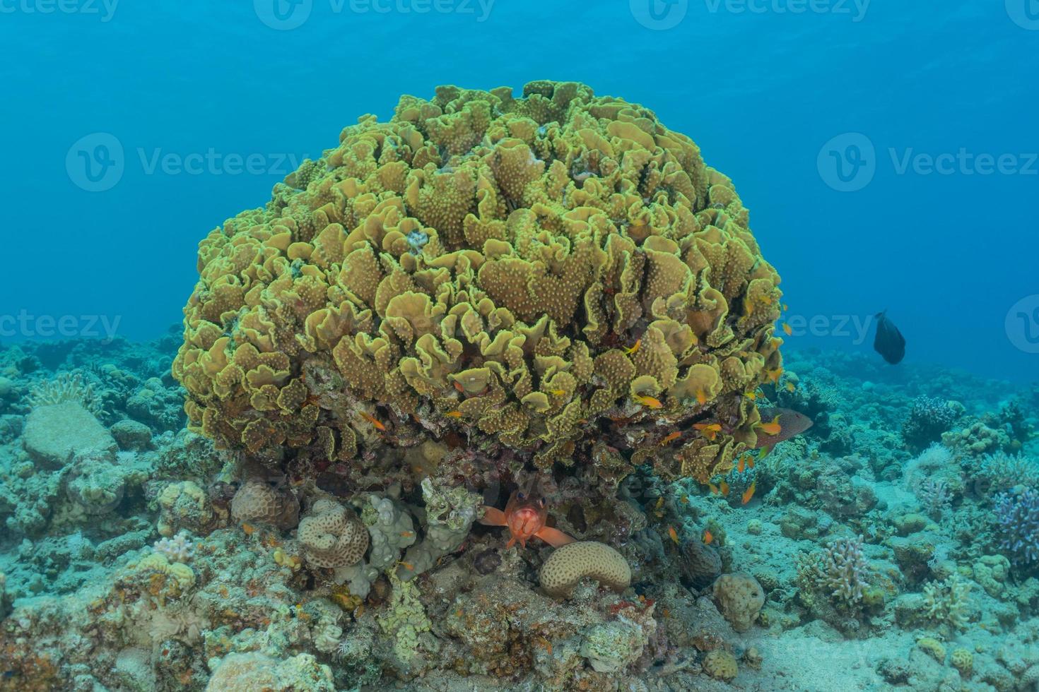 récif de corail et plantes aquatiques dans la mer rouge, eilat israël photo