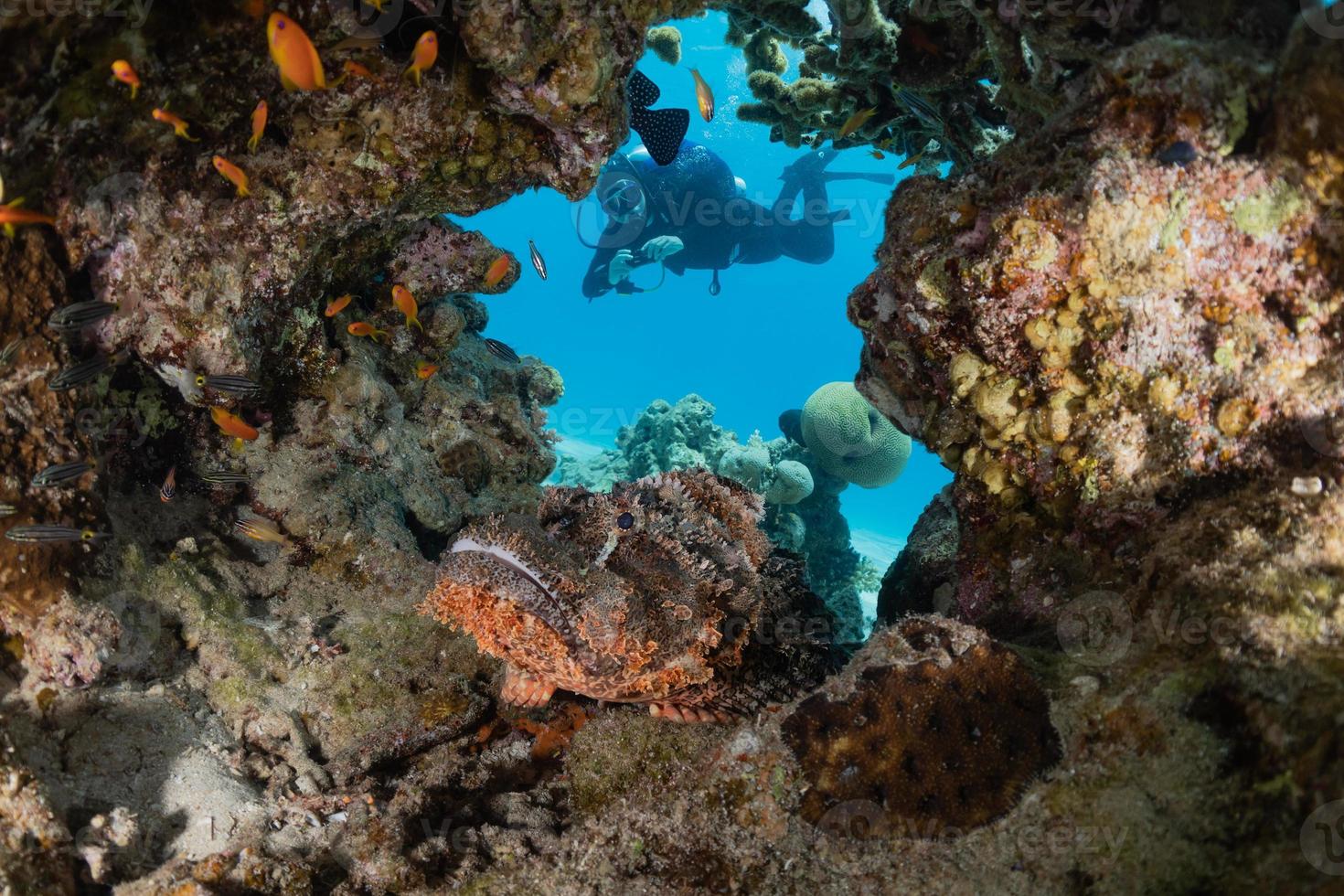 les poissons nagent dans la mer rouge, poissons colorés, eilat israël photo