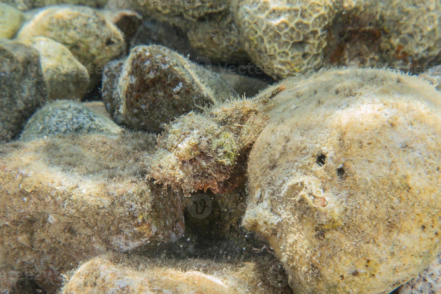 les poissons nagent dans la mer rouge, poissons colorés, eilat israël photo