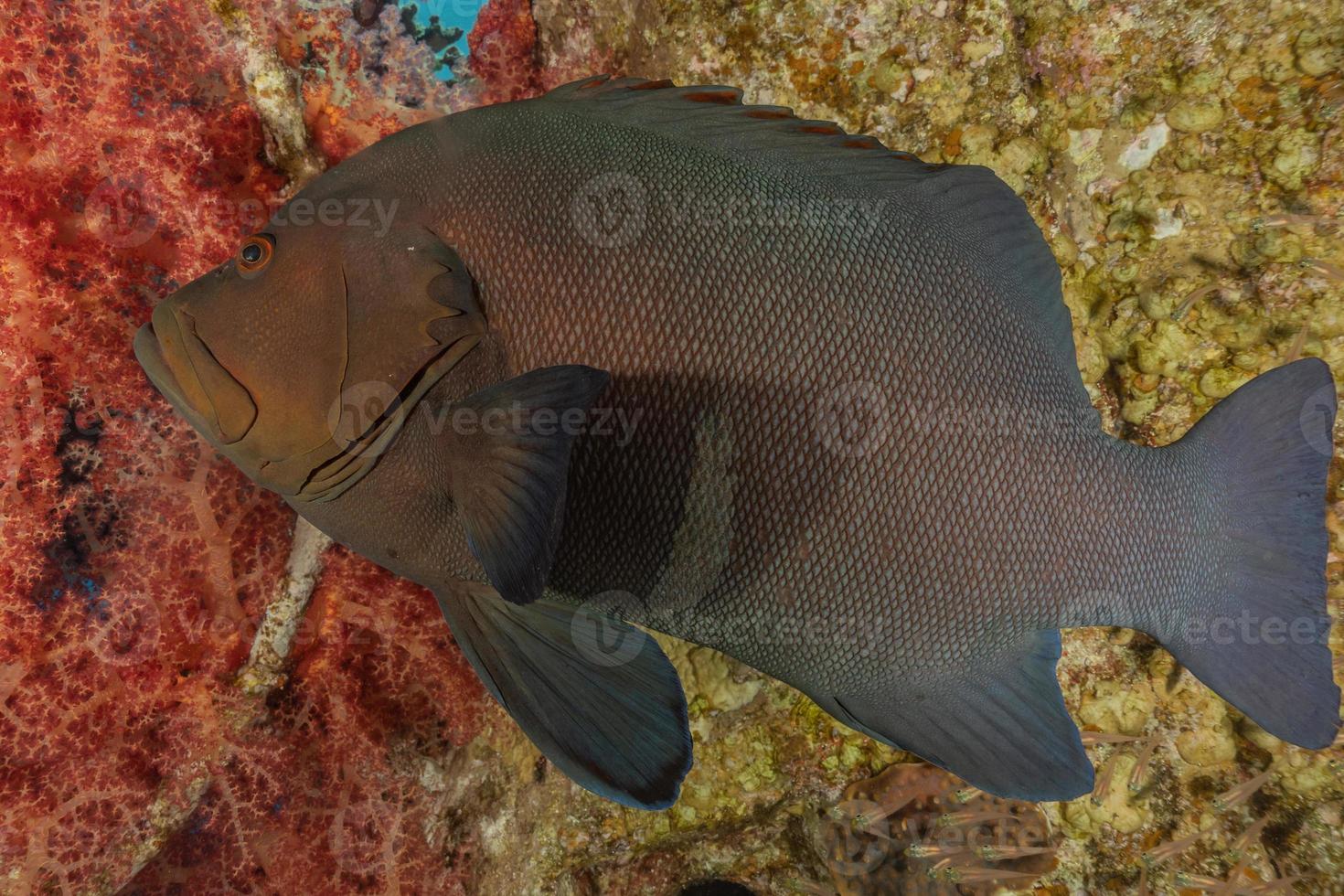 les poissons nagent dans la mer rouge, poissons colorés, eilat israël photo