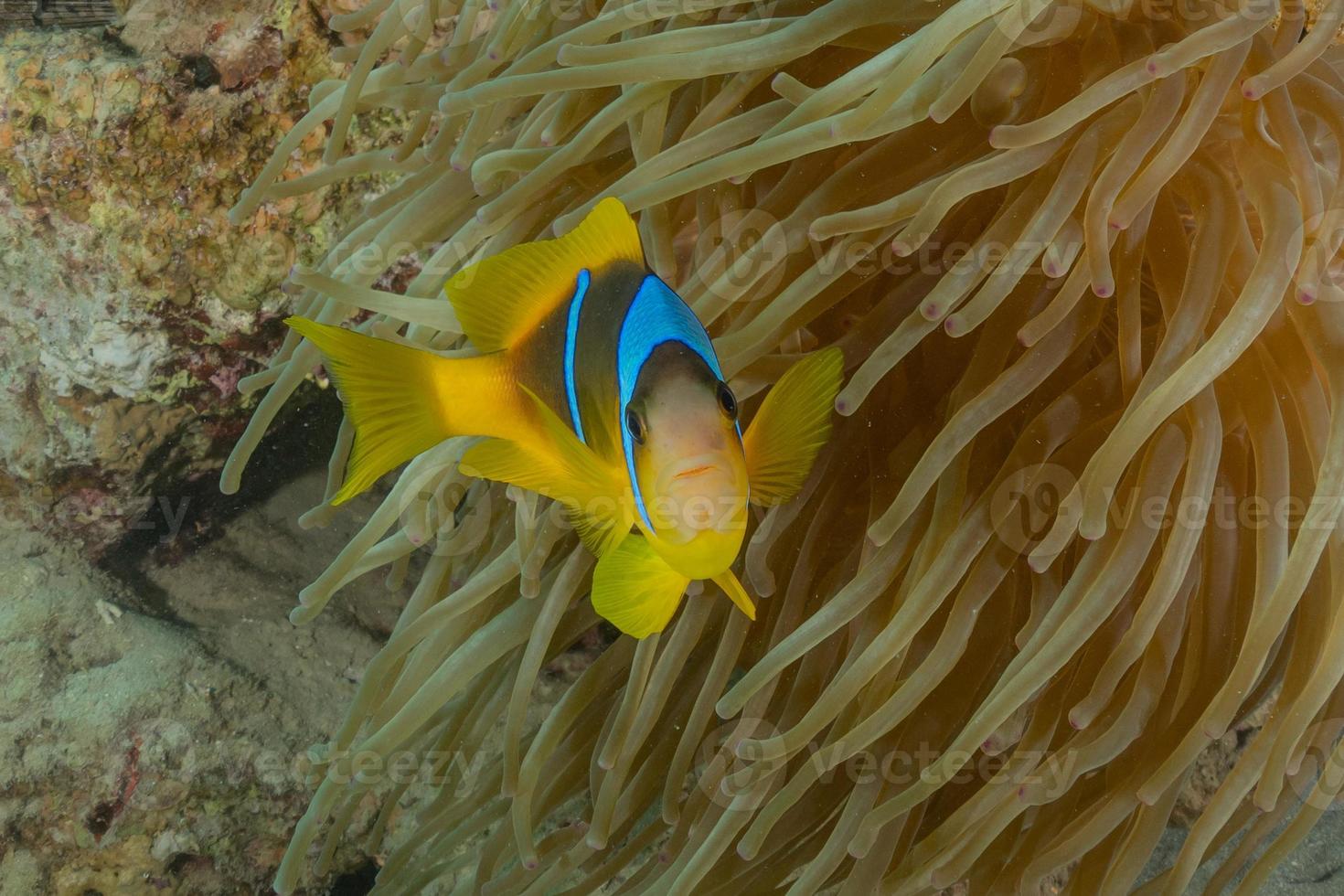 les poissons nagent dans la mer rouge, poissons colorés, eilat israël photo