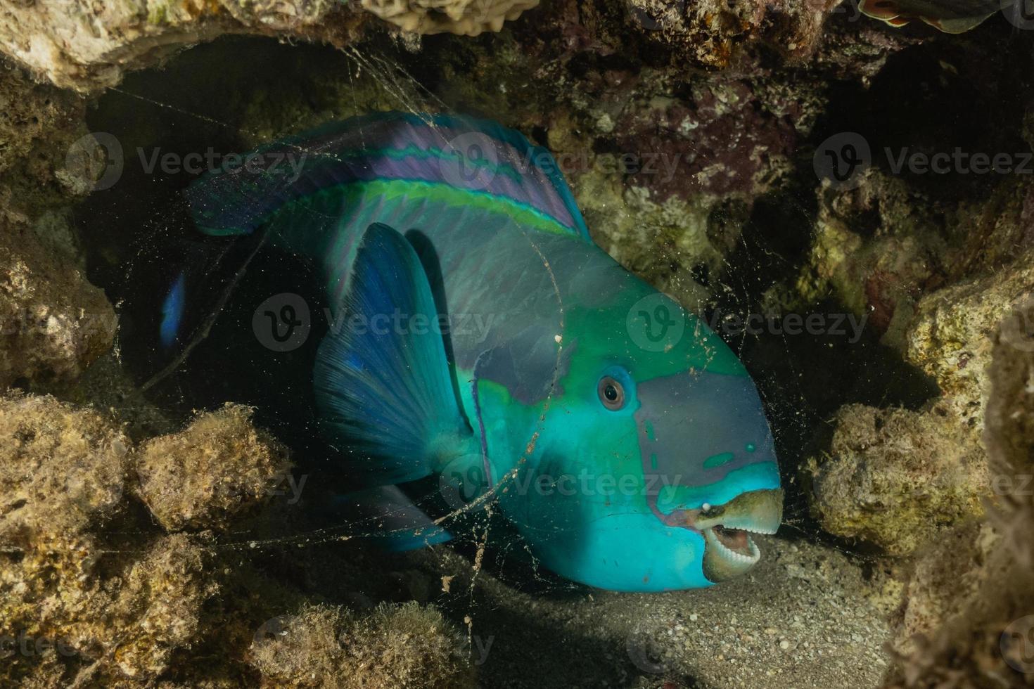 les poissons nagent dans la mer rouge, poissons colorés, eilat israël photo