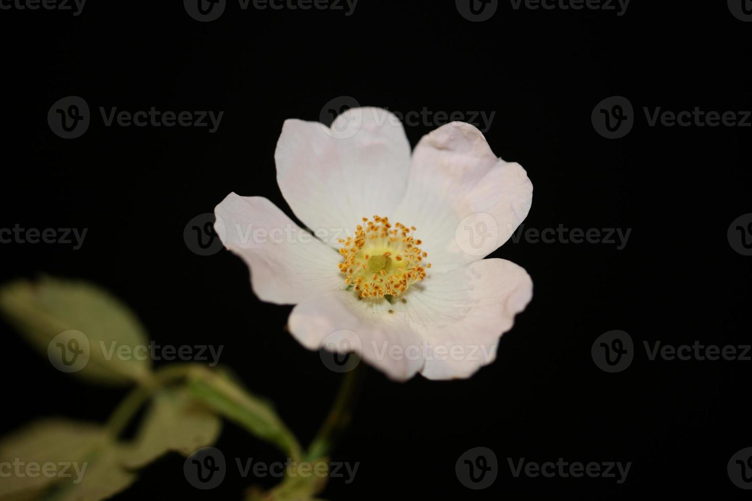 fleur fleur fermer fond rosa arvensis famille rosacées photo