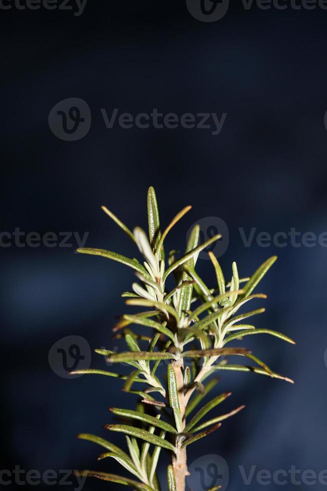 Rosmarinus officinalis feuilles macro famille lamiacées fond moderne photo