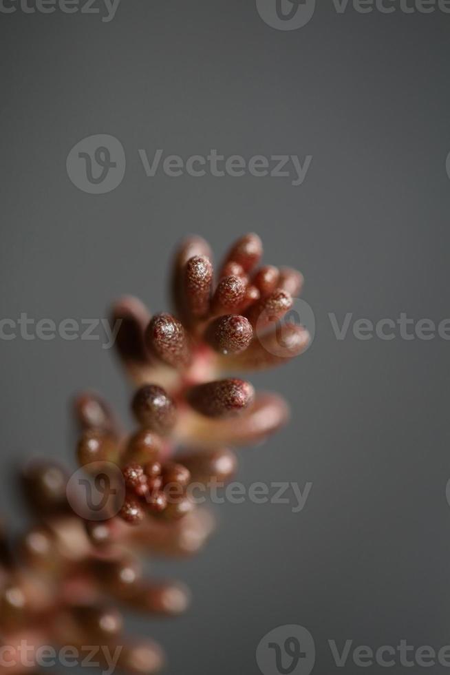 Feuilles de fleurs succulentes close up sedum rubens famille crassulaceae photo