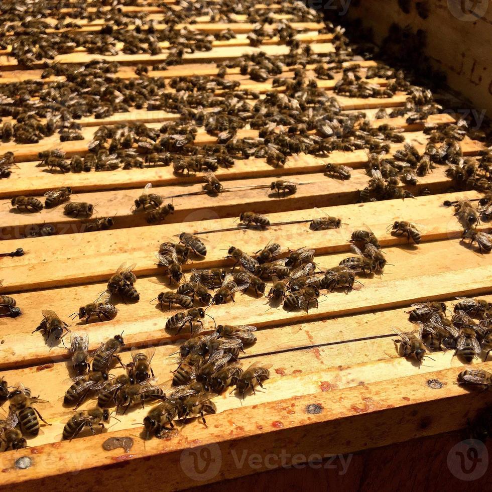 l'abeille ailée vole lentement vers la ruche pour recueillir le nectar sur le rucher privé photo