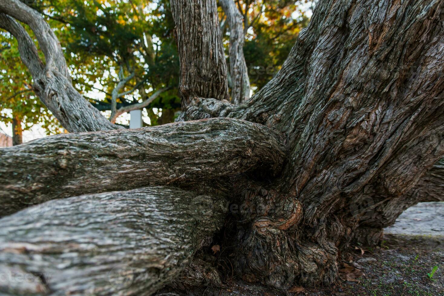melaleuca armillaire est une très grand arbre, avec grand branches, à l'origine de Australie photo