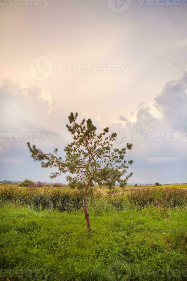 arbre dans une vert champ et gros blanc des nuages, été le coucher du soleil photo