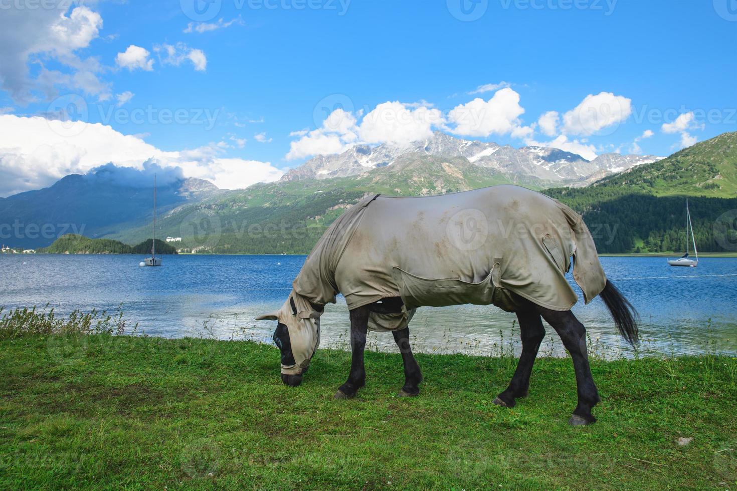 un cheval couvert et avec le mur sur le mur comme protection contre les insectes photo