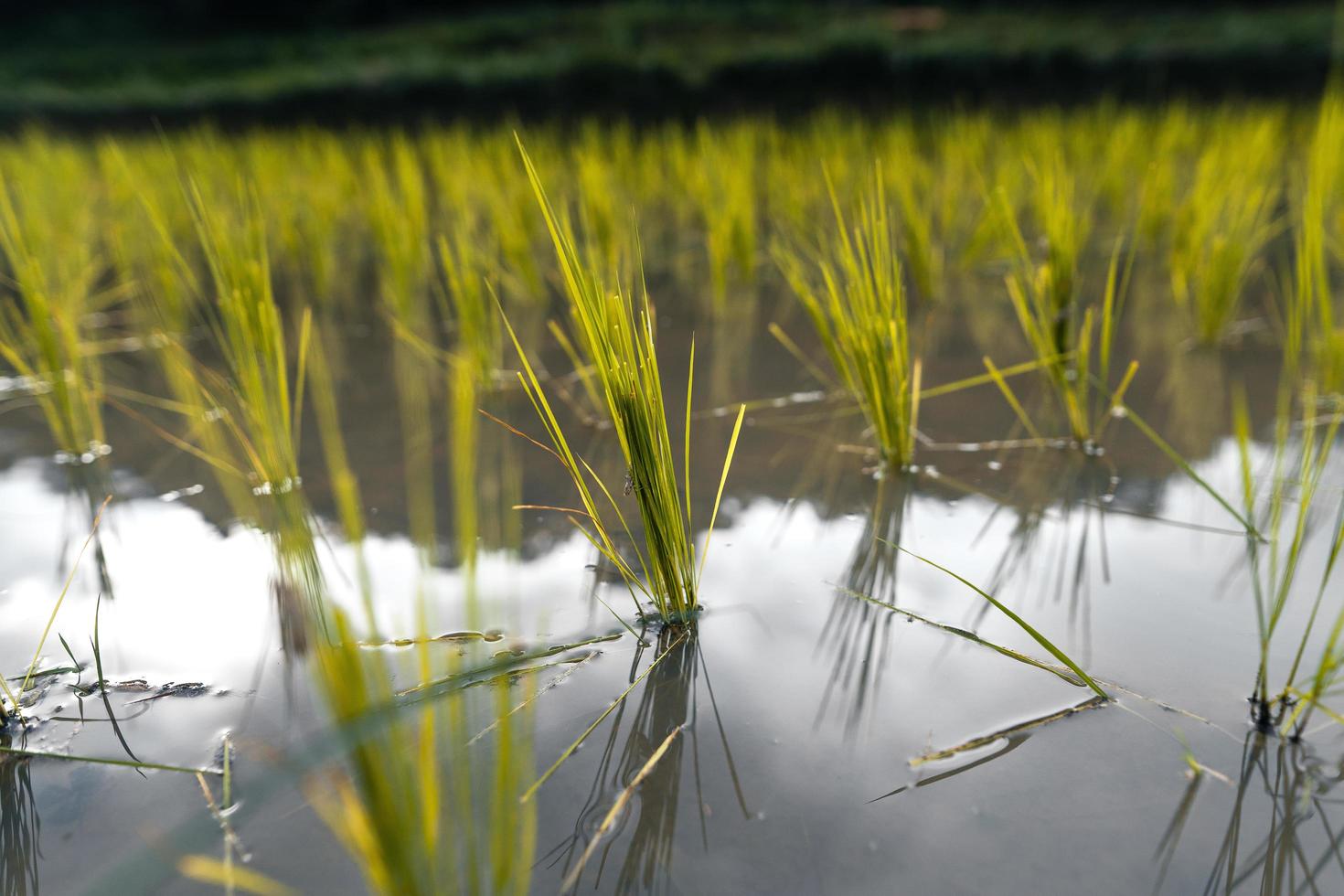 jeune plant de riz dans le domaine photo