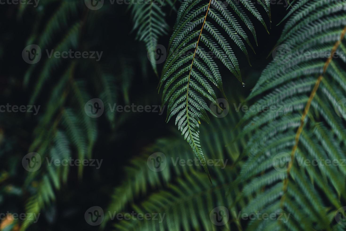 feuilles de fougère sombre pendant la saison des pluies tropicales photo