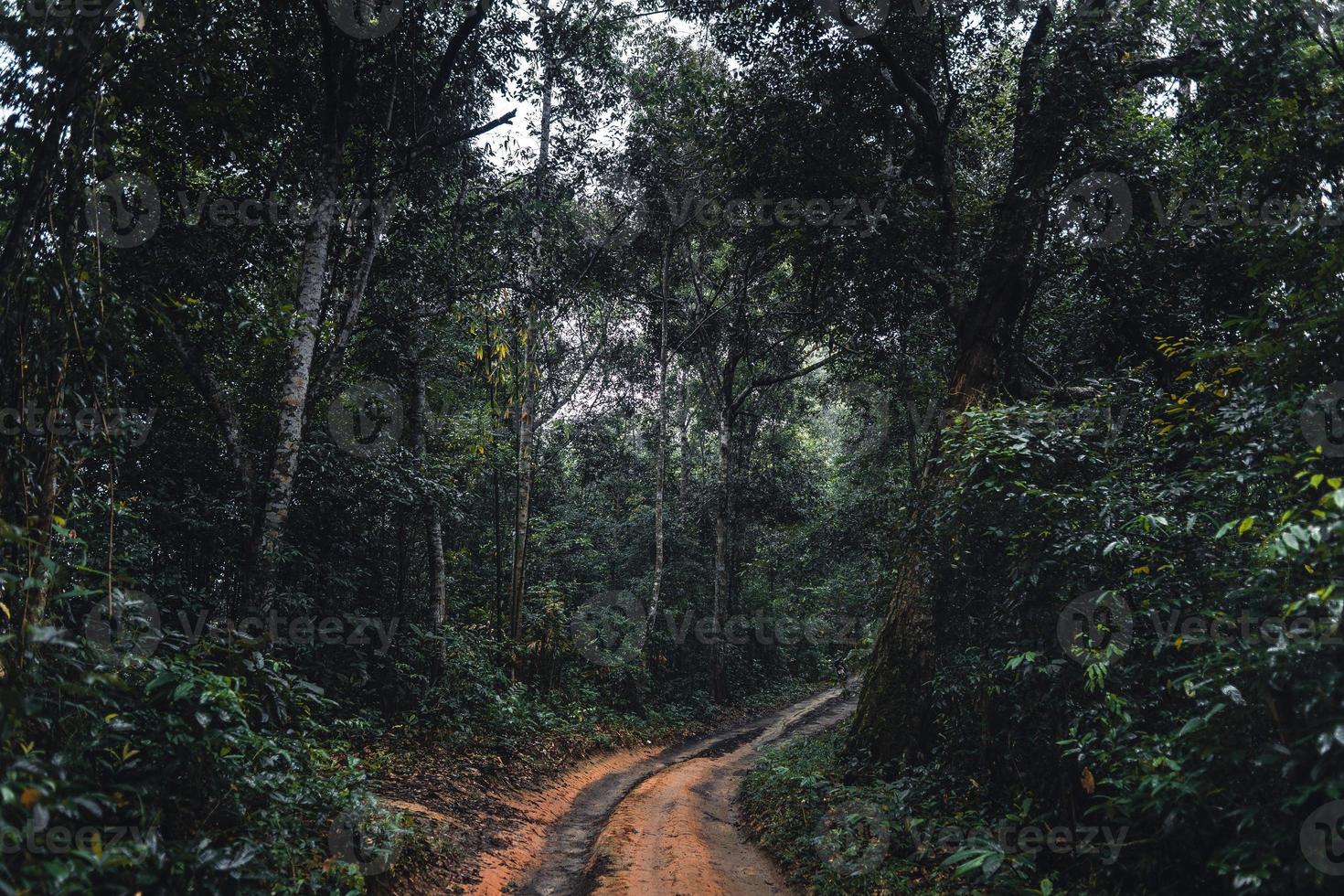 chemin de terre dans la forêt pendant la saison des pluies tropicales photo