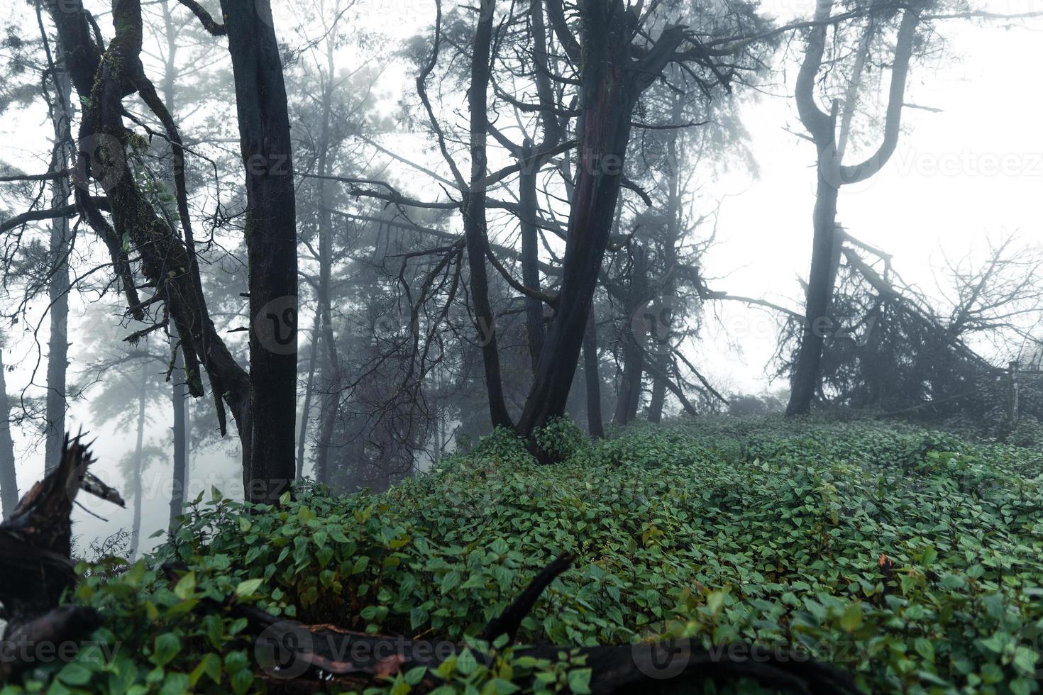 arbres et fougères dans la forêt pluvieuse photo