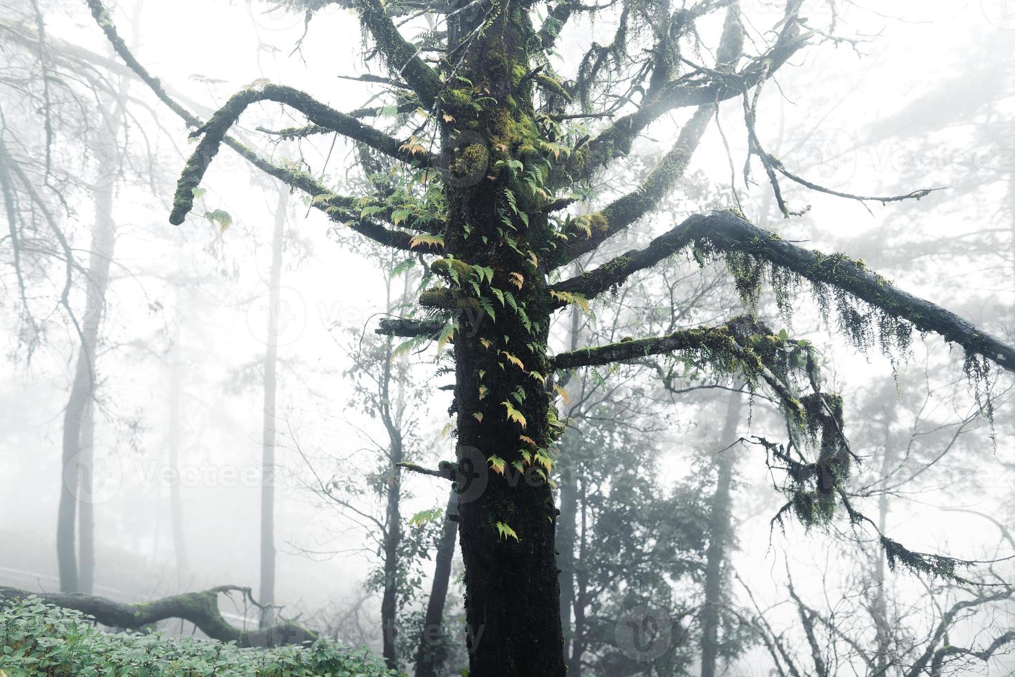 arbres et fougères dans la forêt pluvieuse photo