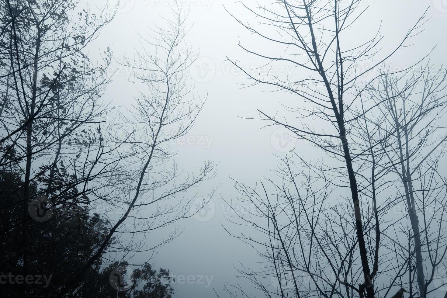 forêt le jour de pluie brumeux, fougères et arbres photo