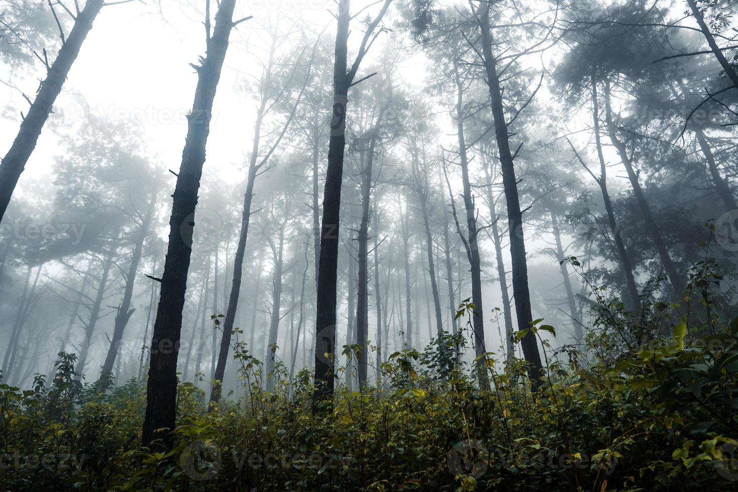 forêt le jour de pluie brumeux, fougères et arbres photo