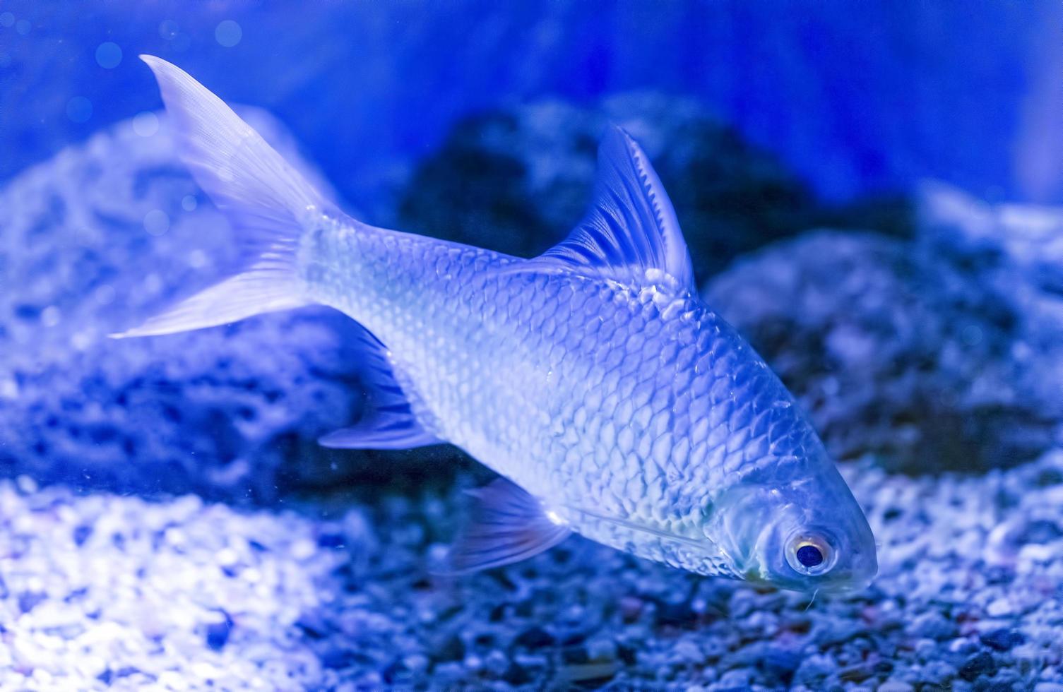poissons d'aquarium sur fond de roches artificielles et de végétation photo