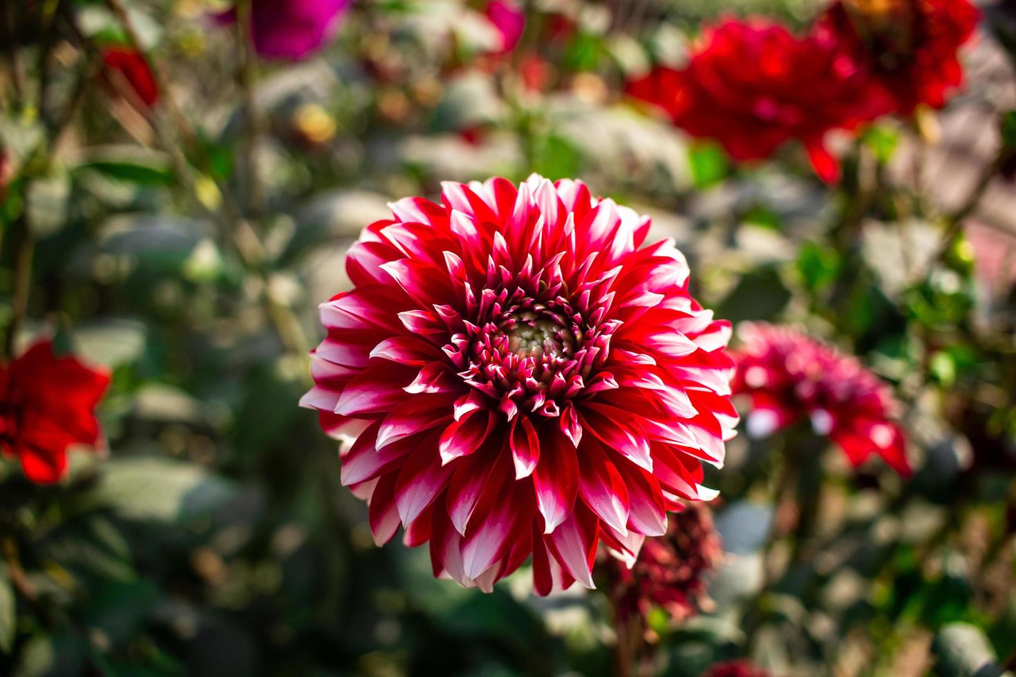 image de fleur de dahlia photo