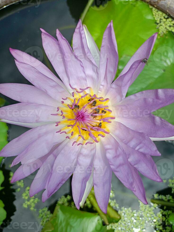 rose et violet lotus fleurs dans floraison, les abeilles fourmillement dans une jardin dans Bangkok, Thaïlande photo