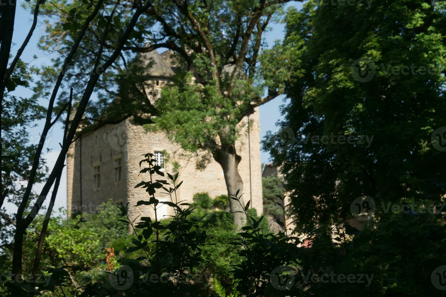 une grand arbre avec feuilles photo