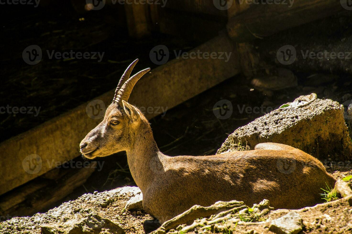 une chèvre permanent sur une rocheux flanc de coteau photo