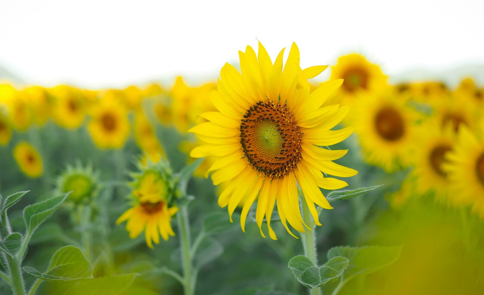 proche en haut tournesol dans le tournesol déposé photo