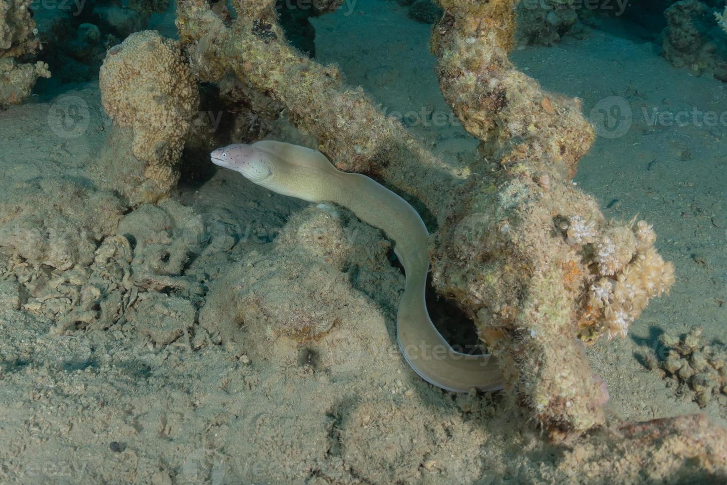 murène mooray lycodontis undulatus dans la mer rouge, eilat israël photo