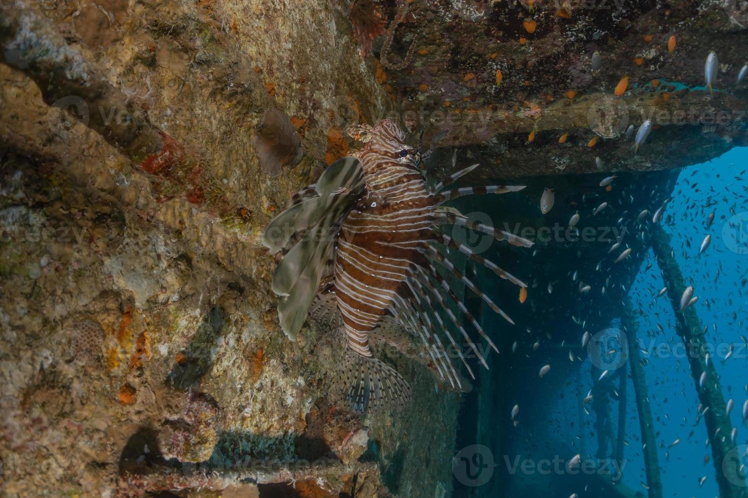 poisson-lion dans les poissons colorés de la mer rouge, eilat israël photo