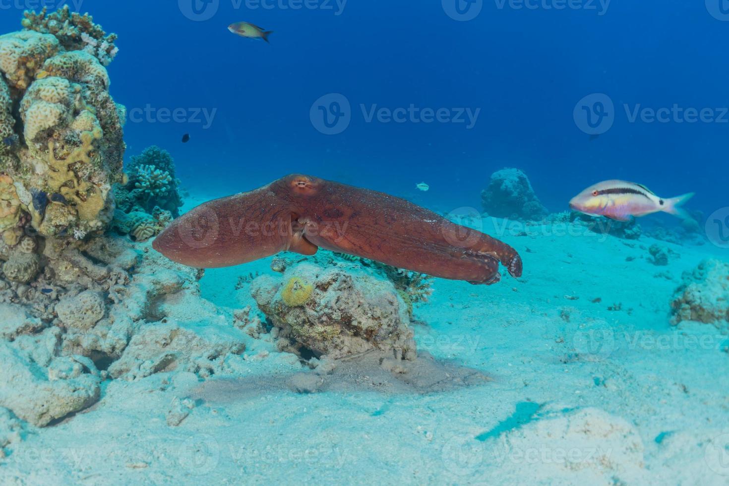 Octopus king of camouflage dans la mer rouge, eilat israël photo