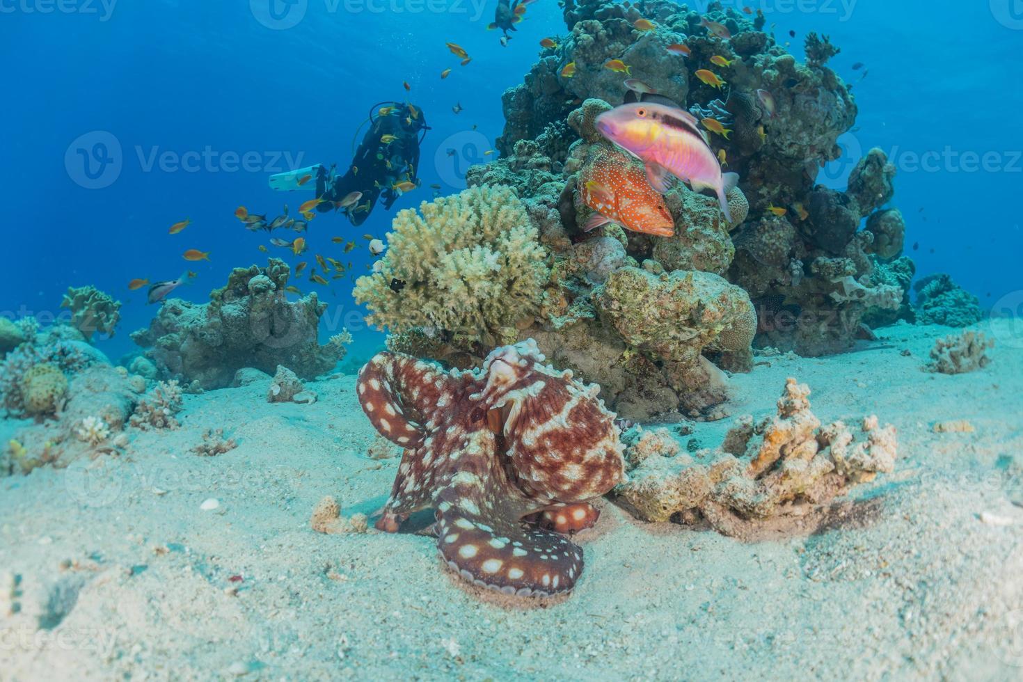 Octopus king of camouflage dans la mer rouge, eilat israël photo