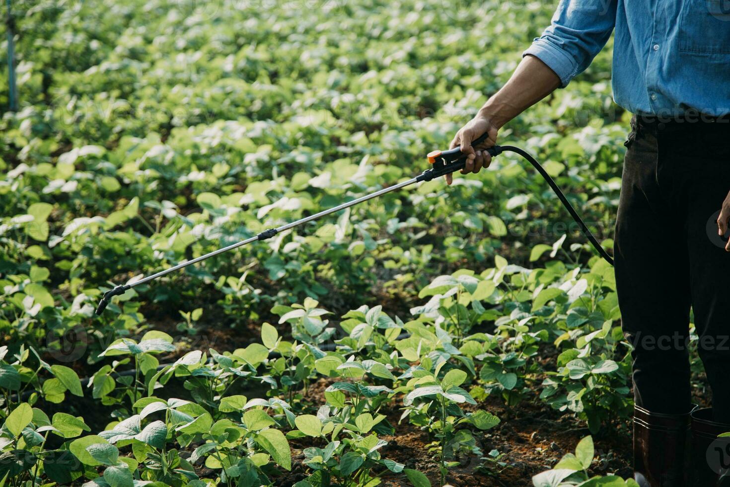 agriculteur utiliser le coeur Les données réseau dans le l'Internet de le mobile à valider, test, et sélectionner le Nouveau surgir méthode. Jeune Les agriculteurs et le tabac agriculture photo