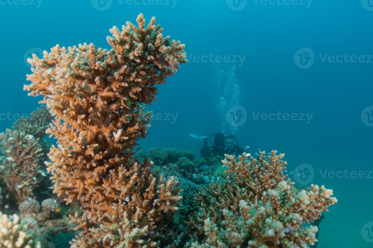 récif de corail et plantes aquatiques dans la mer rouge, eilat israël photo