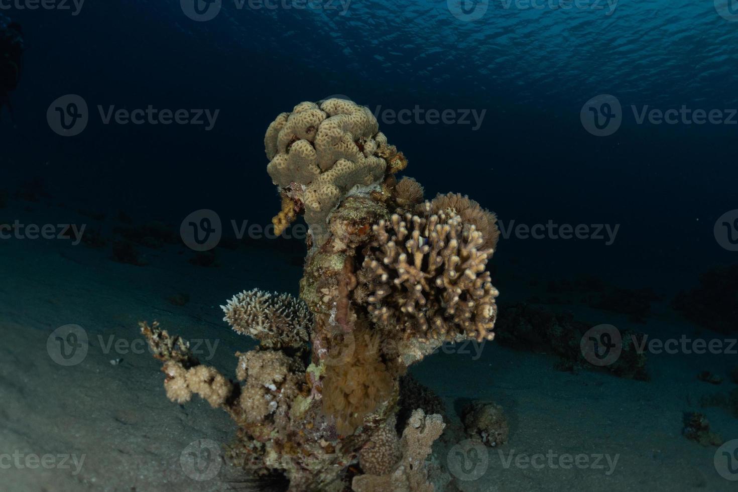 récif de corail et plantes aquatiques dans la mer rouge, eilat israël photo