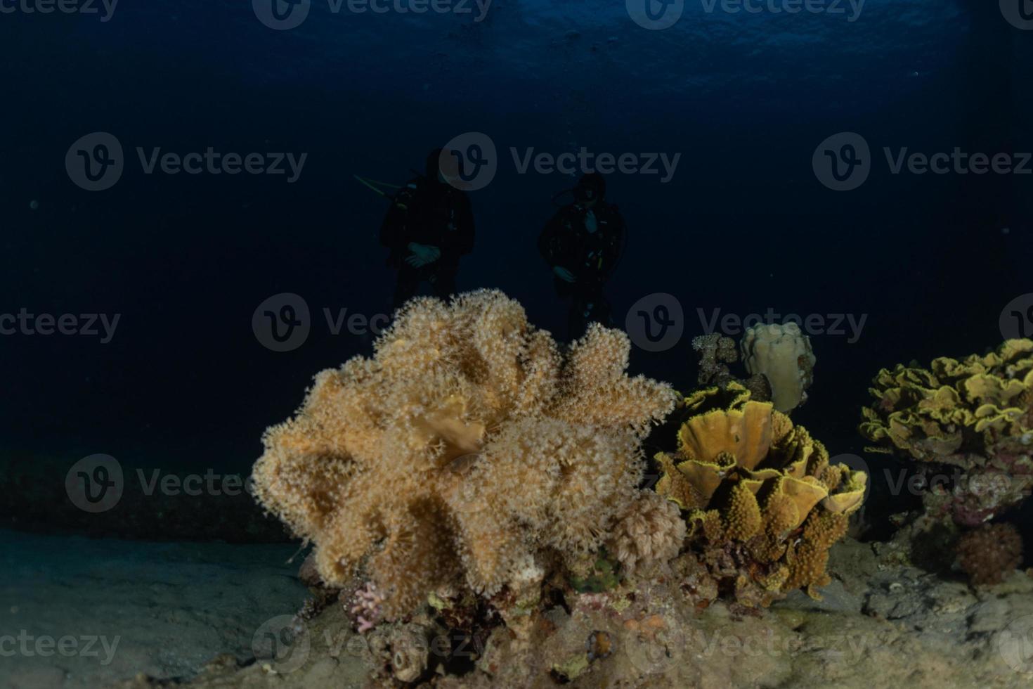 récif de corail et plantes aquatiques dans la mer rouge, eilat israël photo