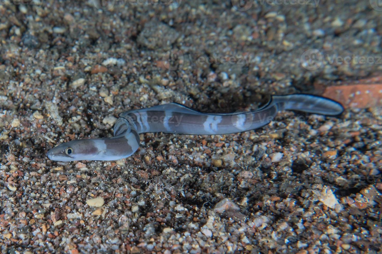 murène mooray lycodontis undulatus dans la mer rouge, eilat israël photo