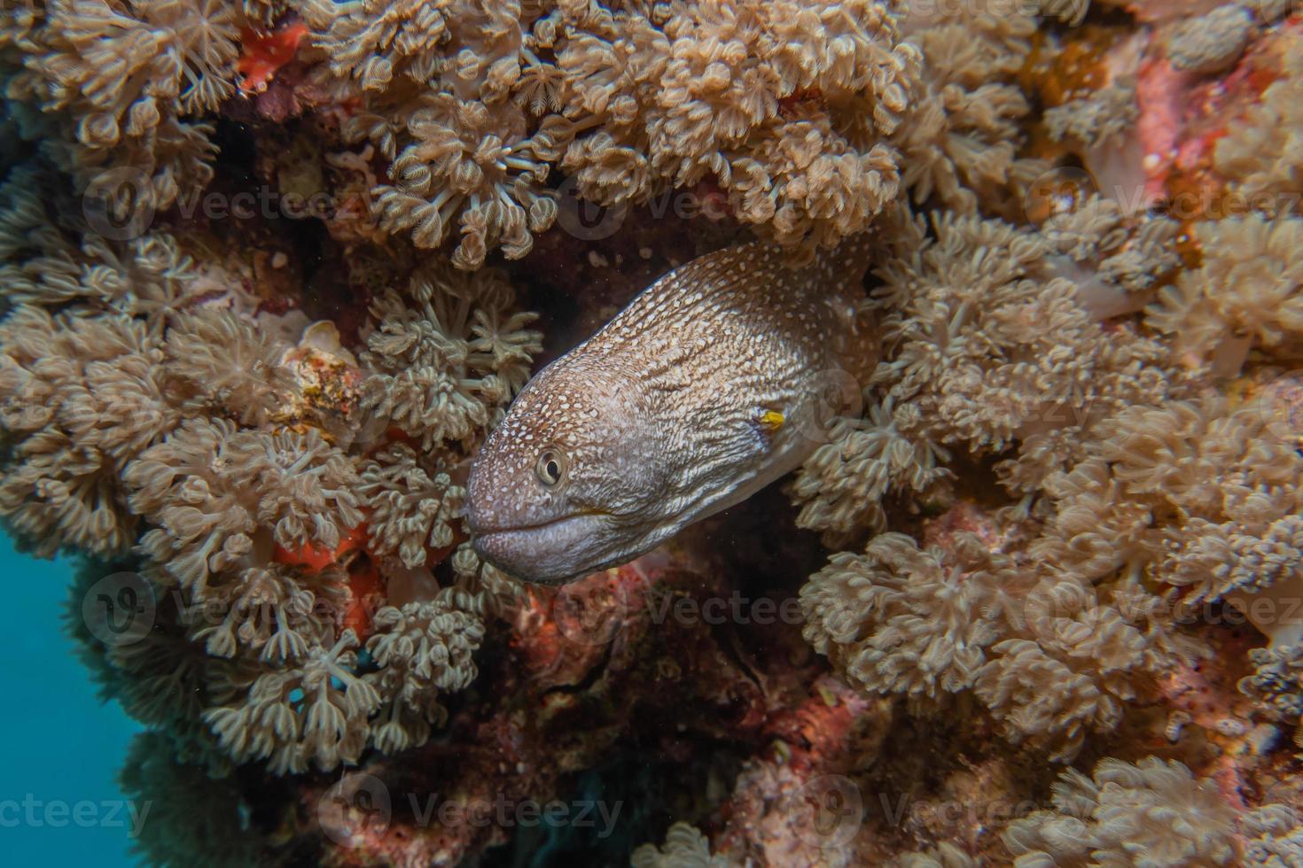 murène mooray lycodontis undulatus dans la mer rouge, eilat israël photo