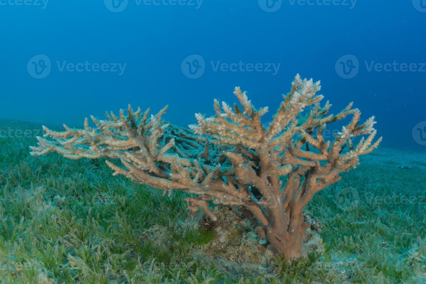 récif de corail et plantes aquatiques dans la mer rouge, eilat israël photo