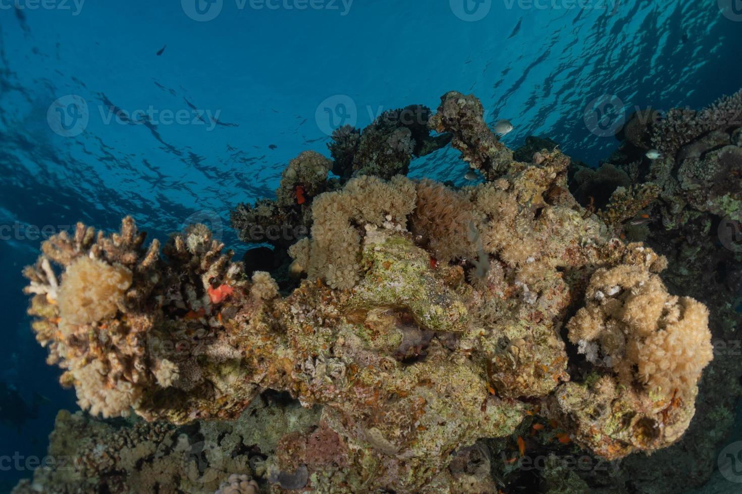 récif de corail et plantes aquatiques dans la mer rouge, eilat israël photo