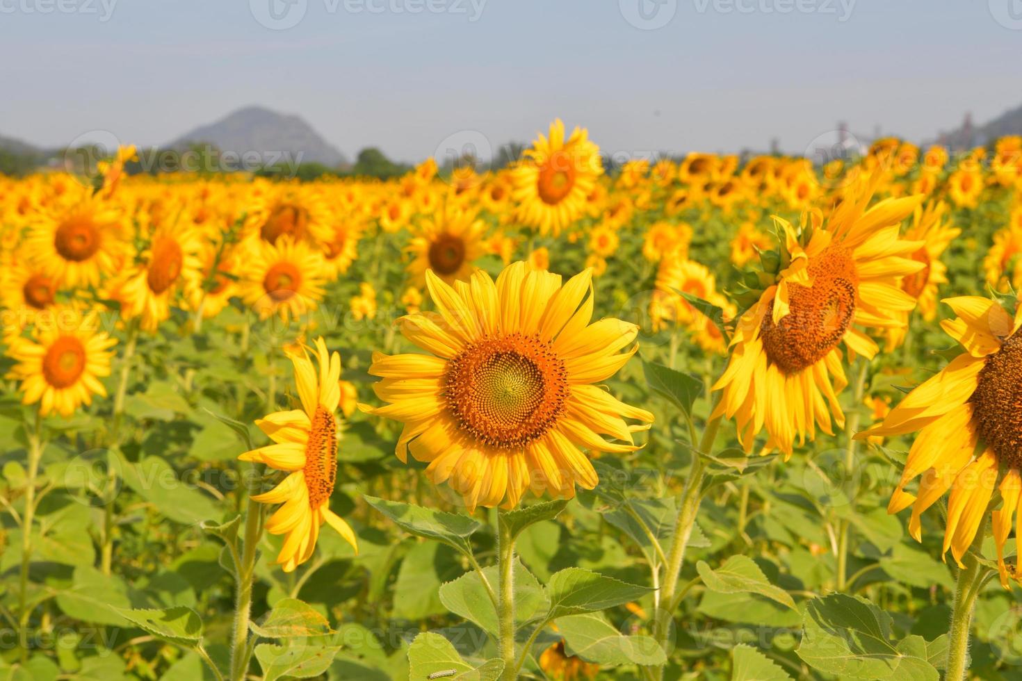 les tournesols fleurissent dans le jardin photo