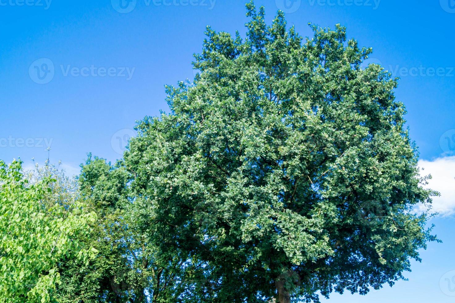 glands d'un chêne photo