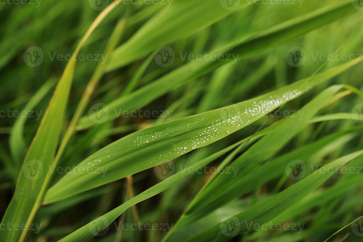 gros plan d'une feuille et gouttes d'eau sur ce fond. gouttes d'eau dessus photo