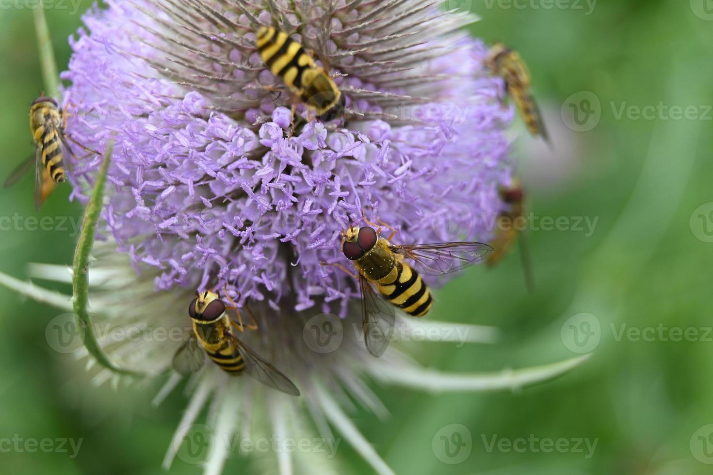 les abeilles récoltent le miel sur une inflorescence violette photo