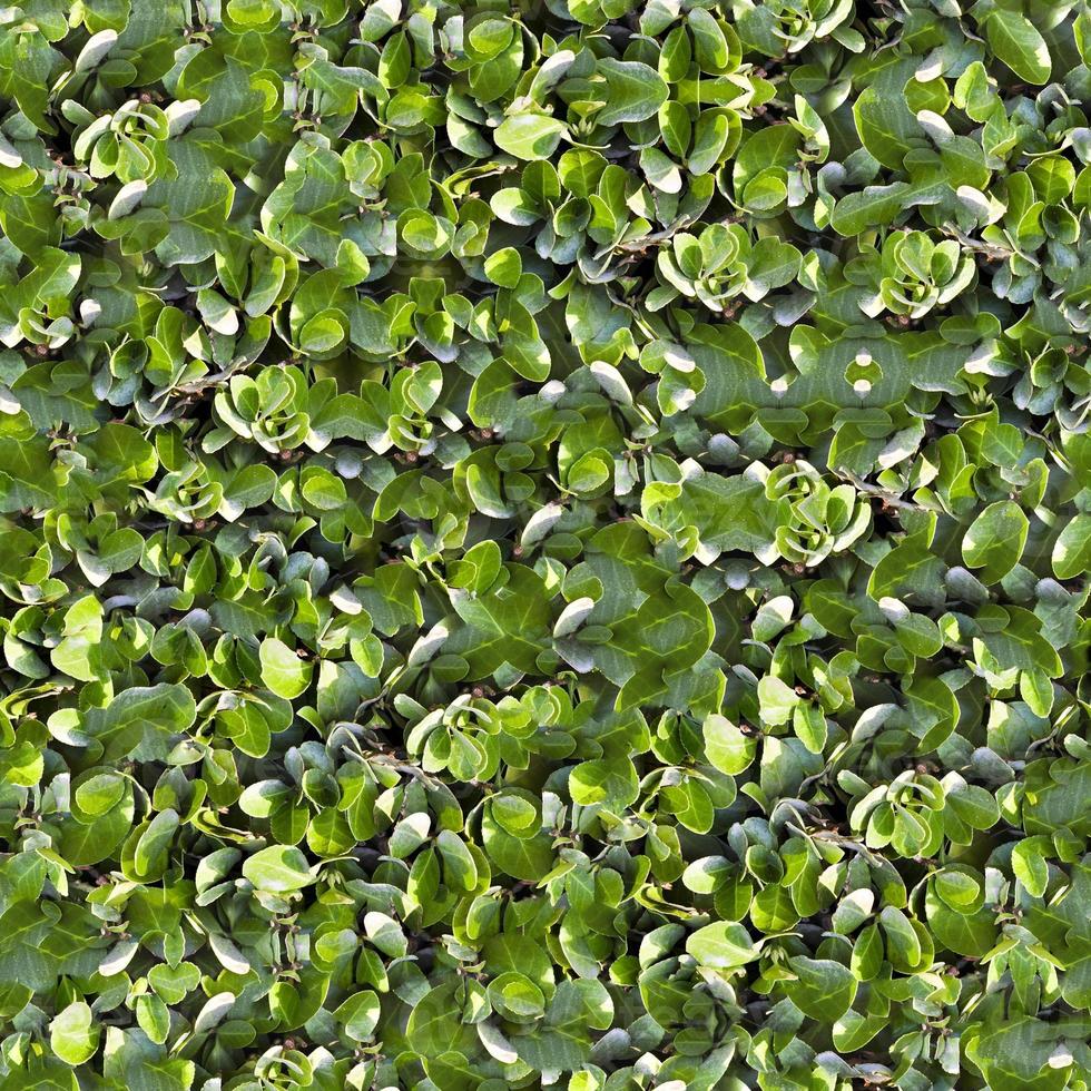 texture du sol d'herbe verte transparente photo
