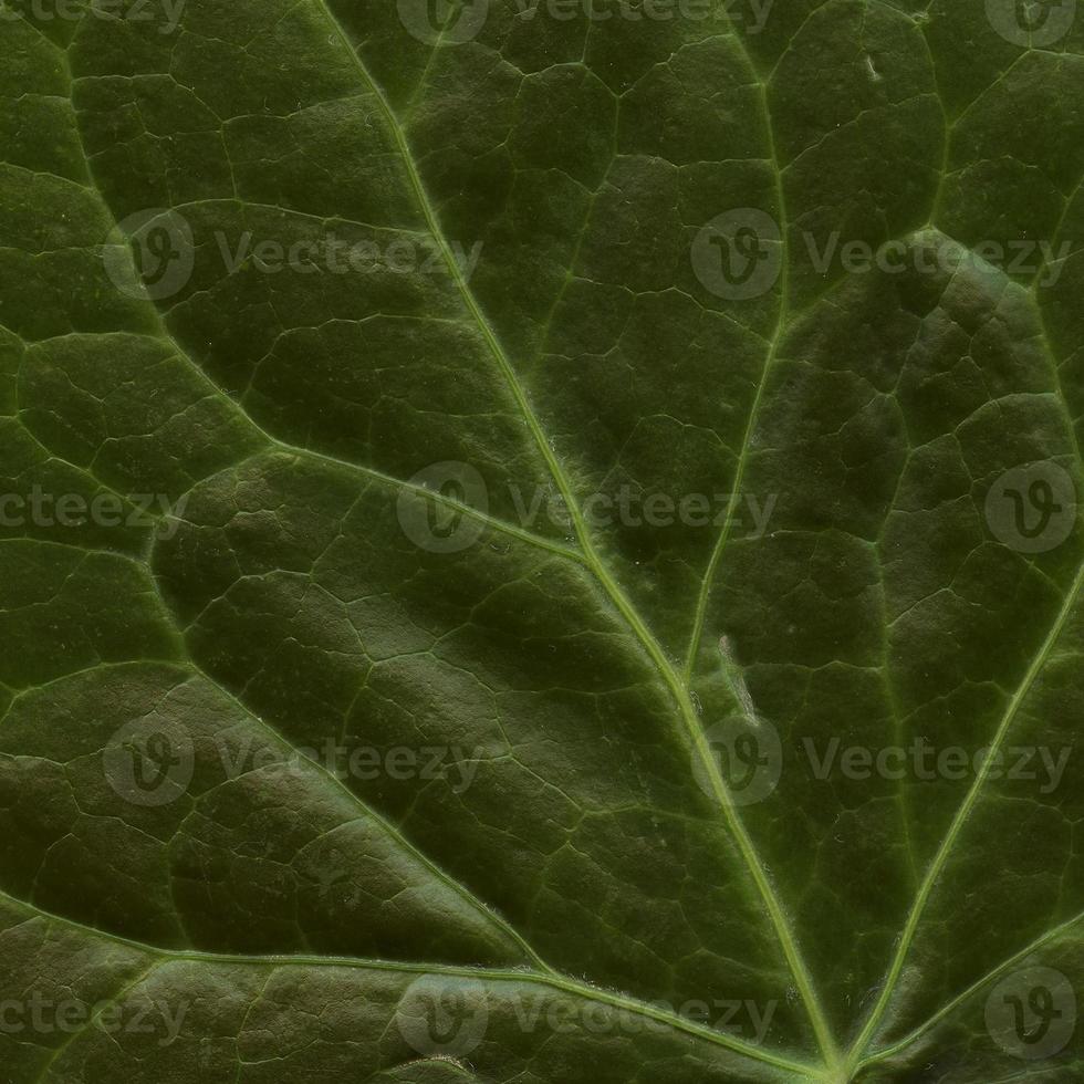 motif de feuilles de plantes naturelles photo