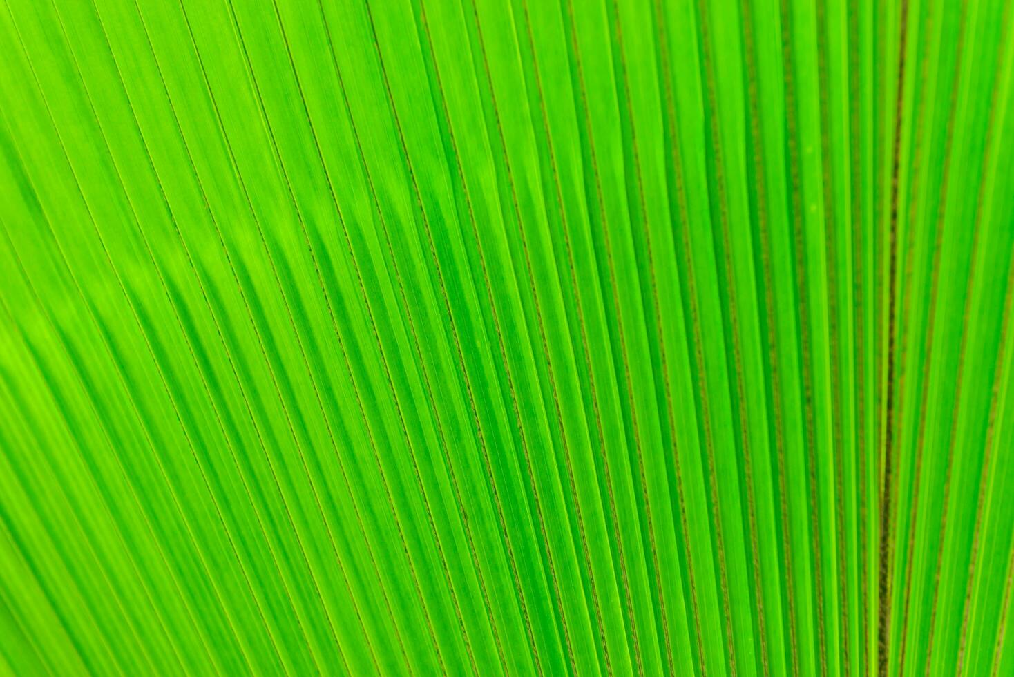 texture de vert paume feuille pour Contexte photo