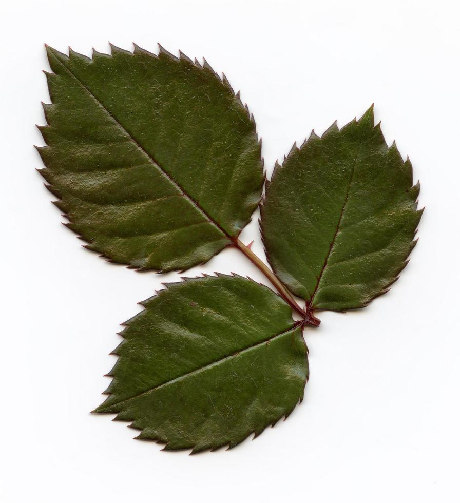 macro de feuilles de plantes naturelles photo