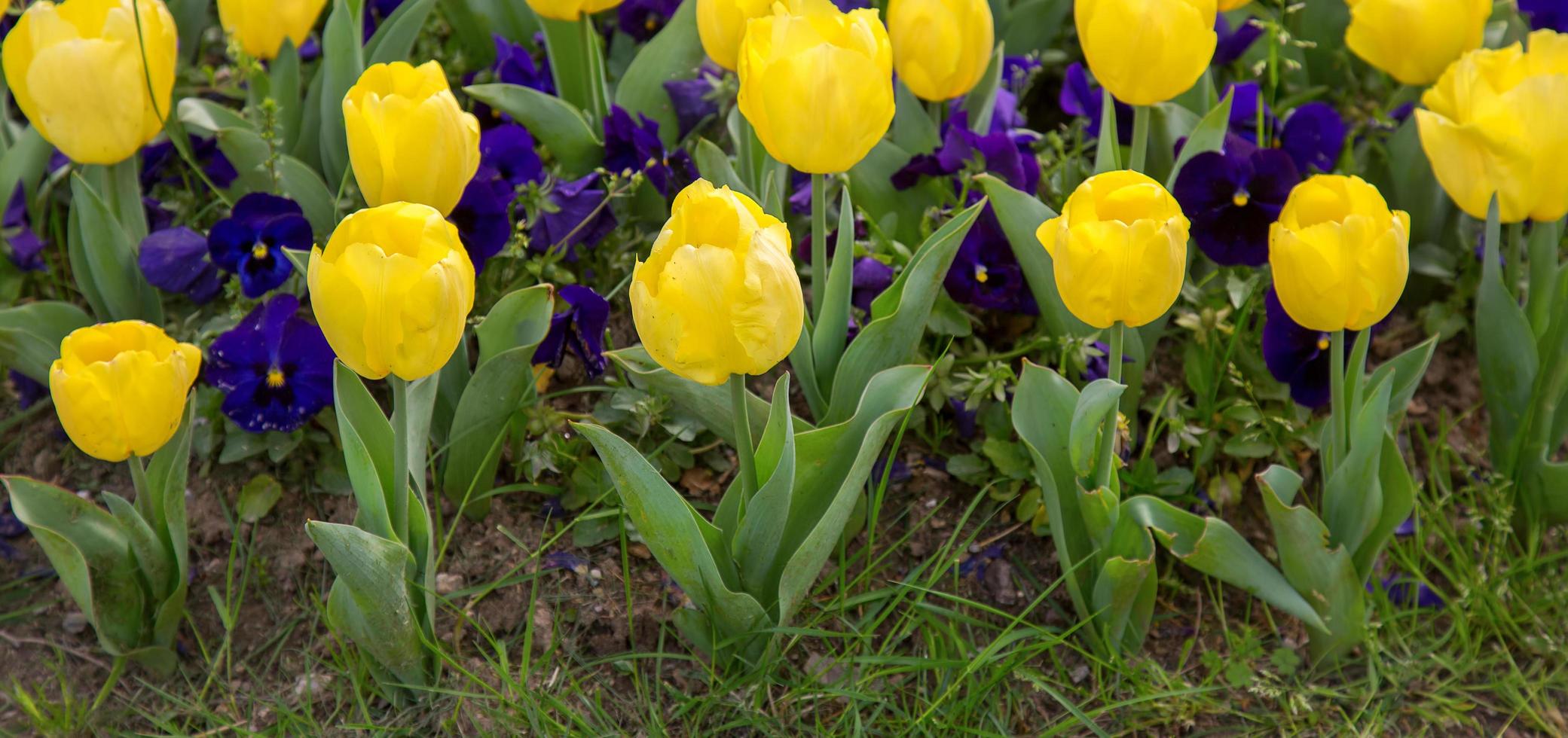 tulipes colorées de fleurs de printemps florales photo