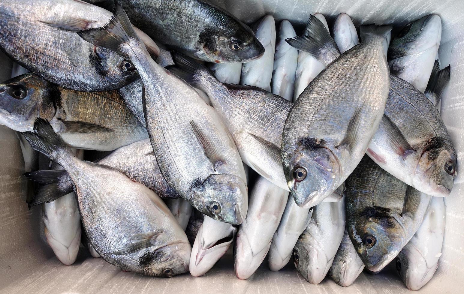 nourriture pour poissons dans un stand de marché aux poissons photo